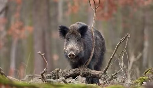 Evita di essere attaccato da animali selvatici durante la sopravvivenza selvaggia